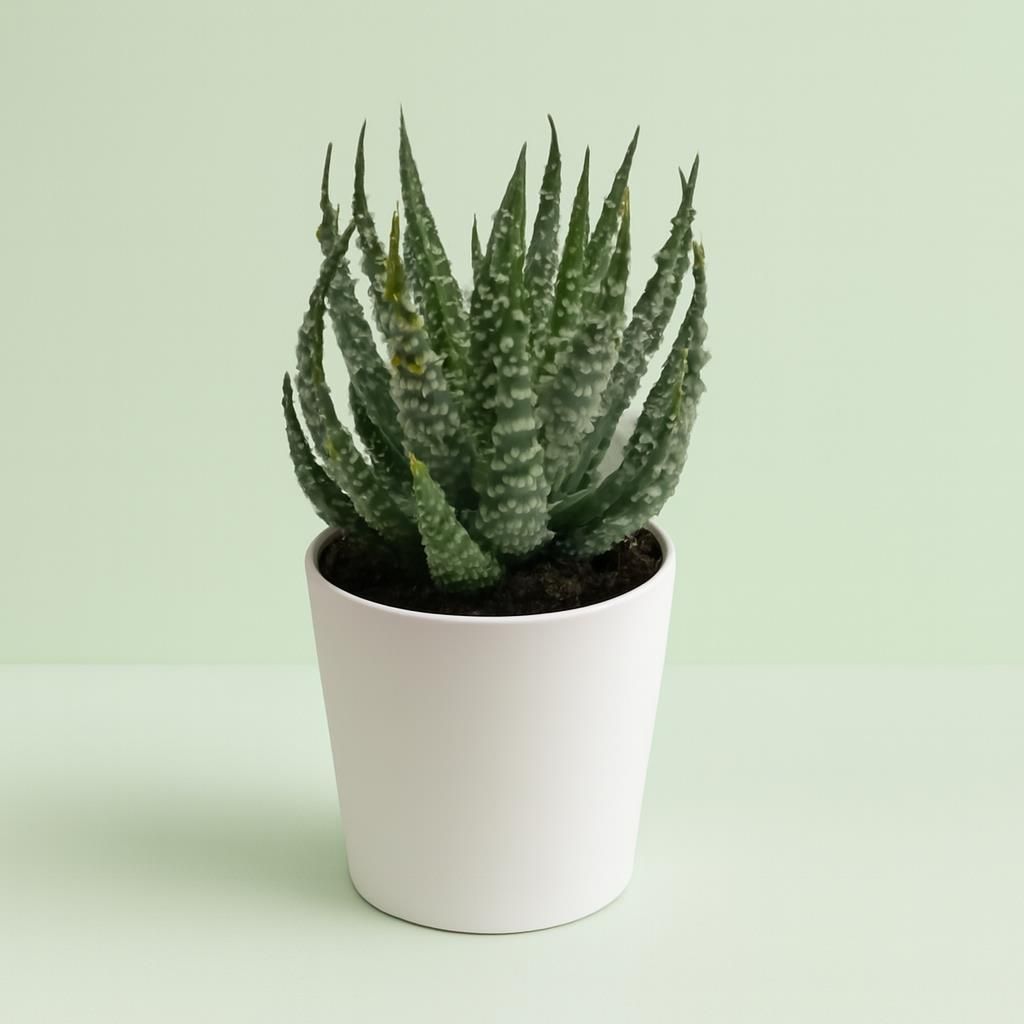 Aloe humilis 'Shark'  Sukkulente Zimmerpflanze