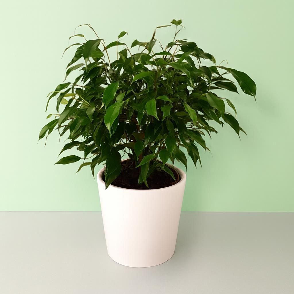 musa ae ae variegata Musa AE AE Florida variegated TC Plantlet *Preorder* 5-Pack In Vitro ($24 ea.)