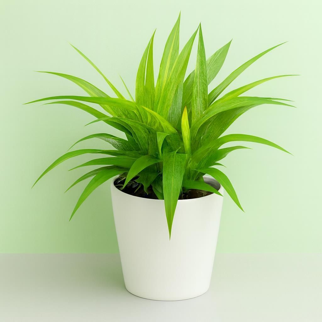 obi gummibaum Gummibaum XL | Ficus elastica main image 1