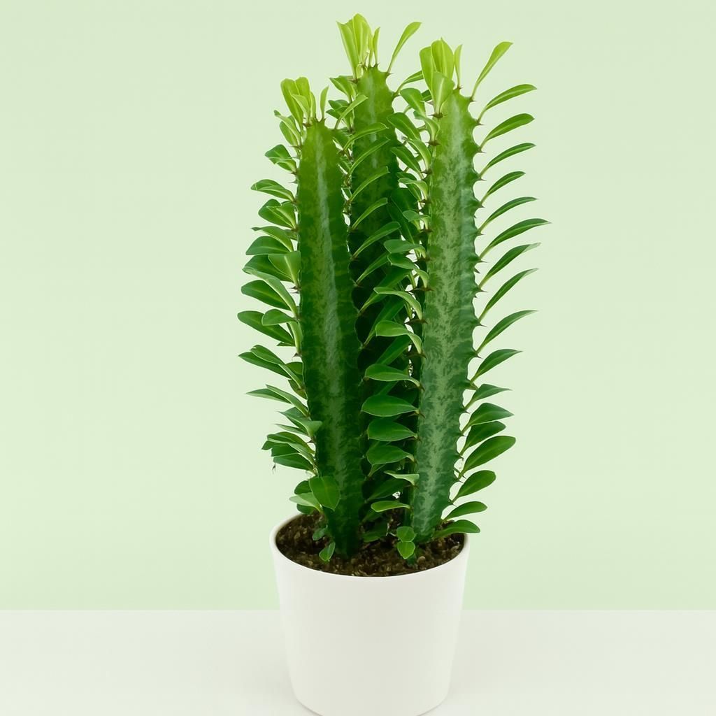 Euphorbia trigona Zimmerpflanze