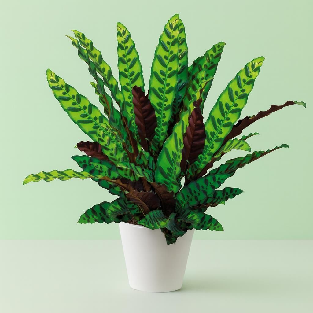 Calathea lancifolia Zimmerpflanze