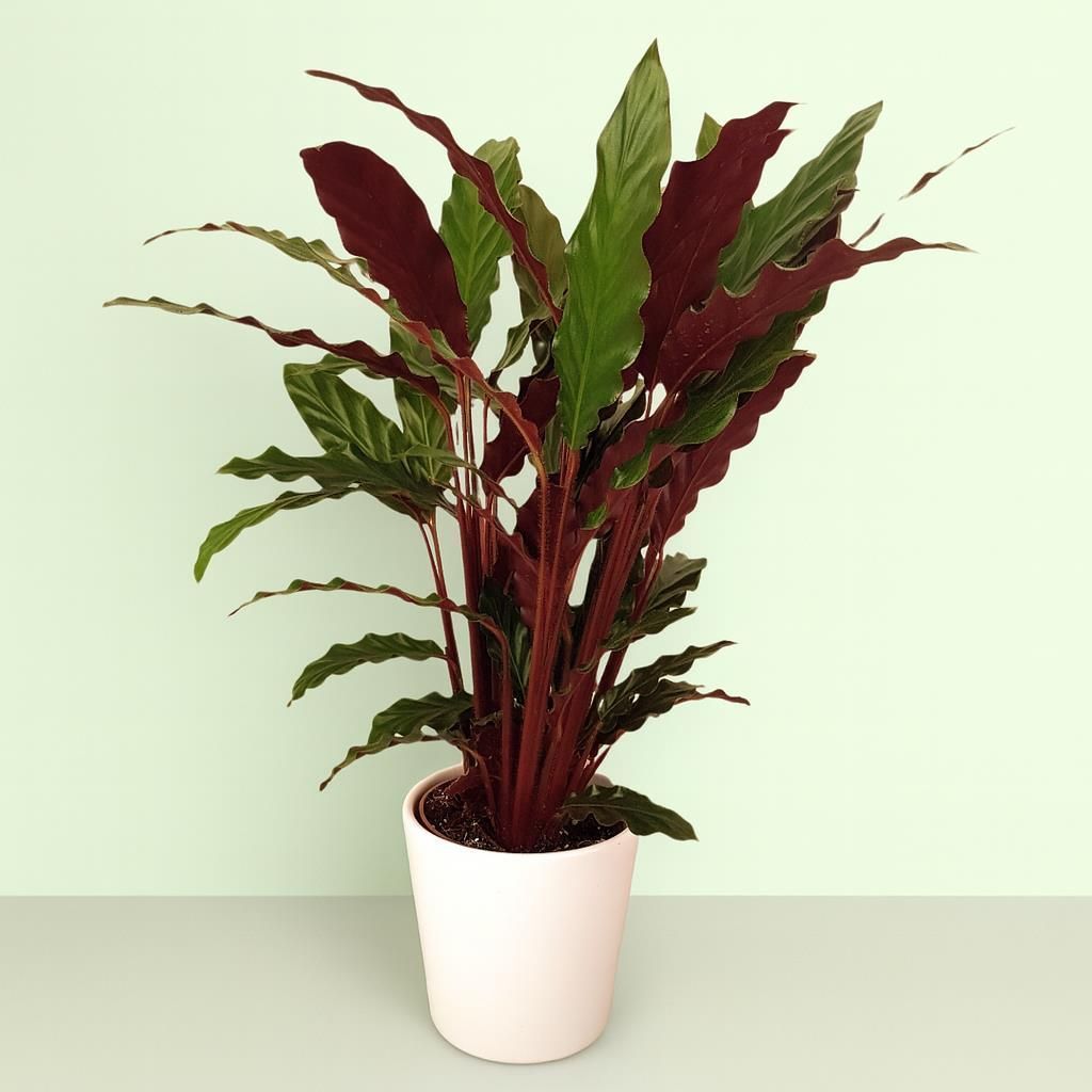 Calathea gnstig kaufen - Meingartenshop.de