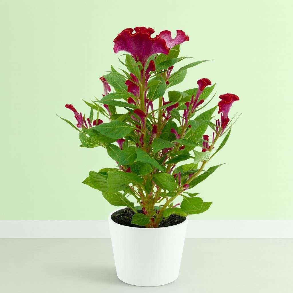 Celosia gnstig kaufen - Meingartenshop.de