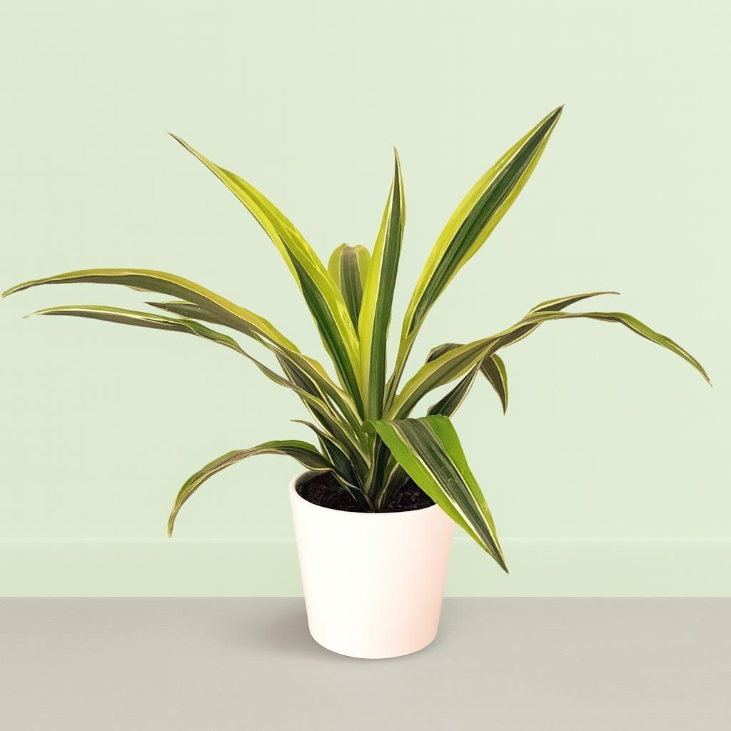 geigenfeige ficus Geigenfeige (Ficus lyrata) main image 1