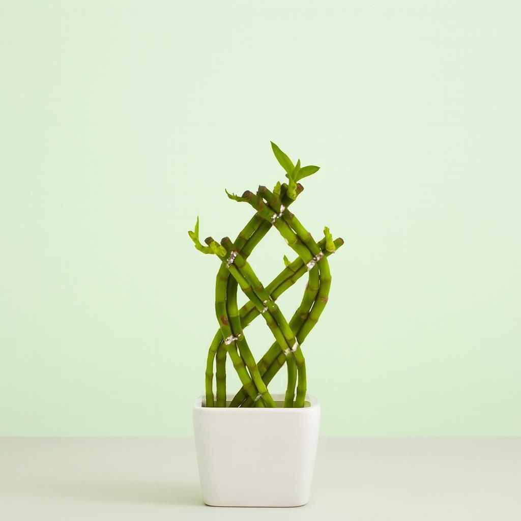 Dracaena Lucky Bamboo Zimmerpflanze