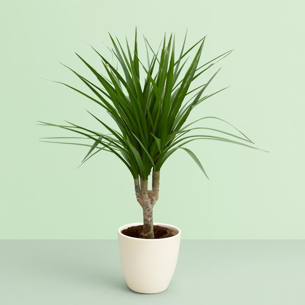 Dracena - Drachenbaum gnstig kaufen - Meingartenshop.de