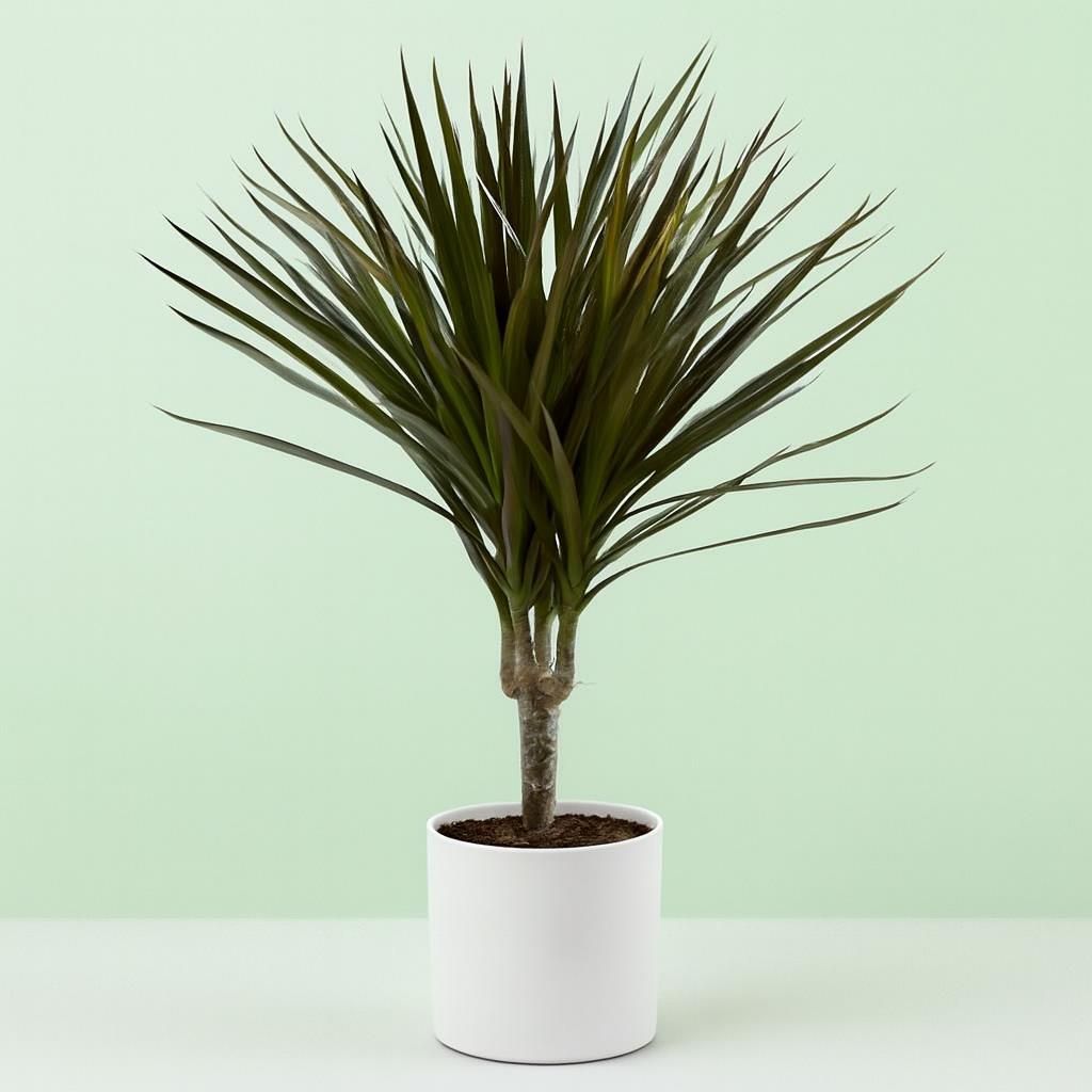 Drachenbaum  Dracaena 'marginata magenta