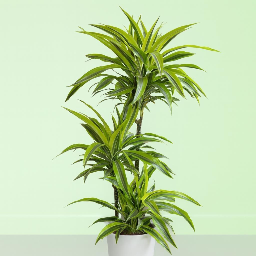 zimmerpflanzen mit hefe düngen Zimmerpflanzen Dünger, Monstera Dünger, 6 Monate Depotwirkung – PlantMe