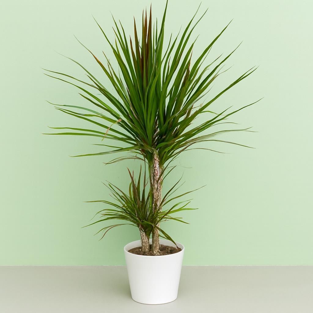 Dracaena  Dracaena marginata
