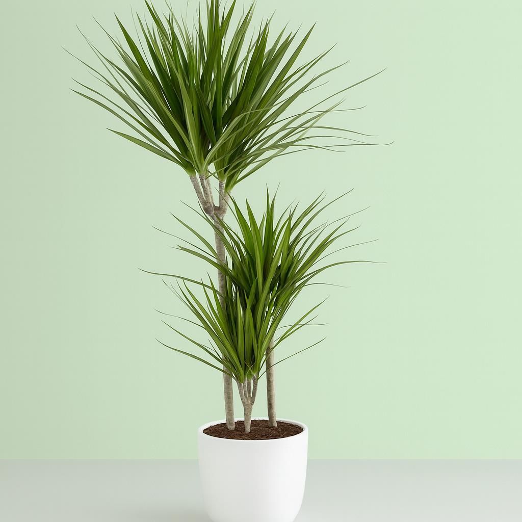 Drachenbaum  Dracaena marginata