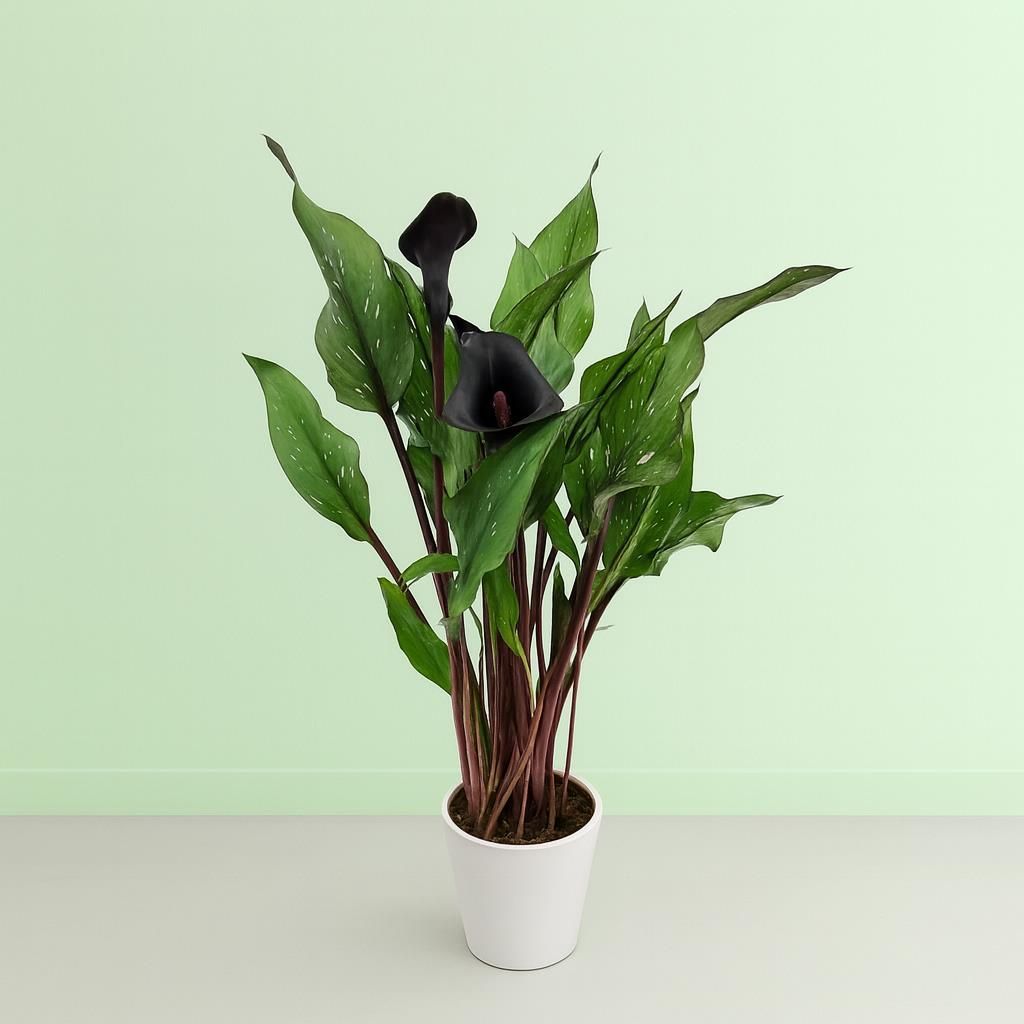 Zantedeschia gnstig kaufen - Meingartenshop.de