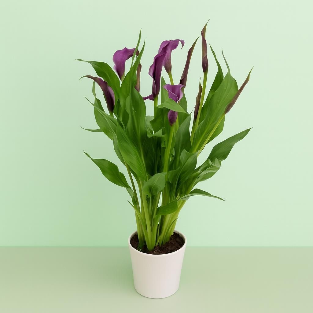 Zantedeschia gnstig kaufen - Meingartenshop.de