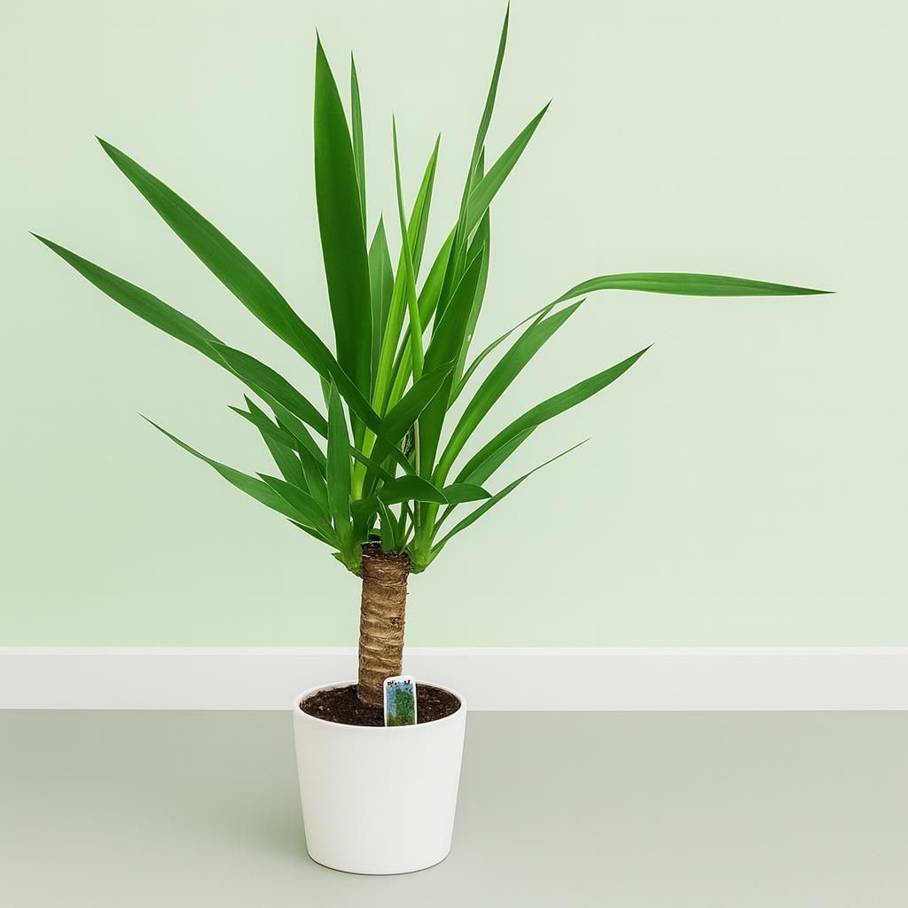 Yucca Palme gnstig kaufen - Meingartenshop.de