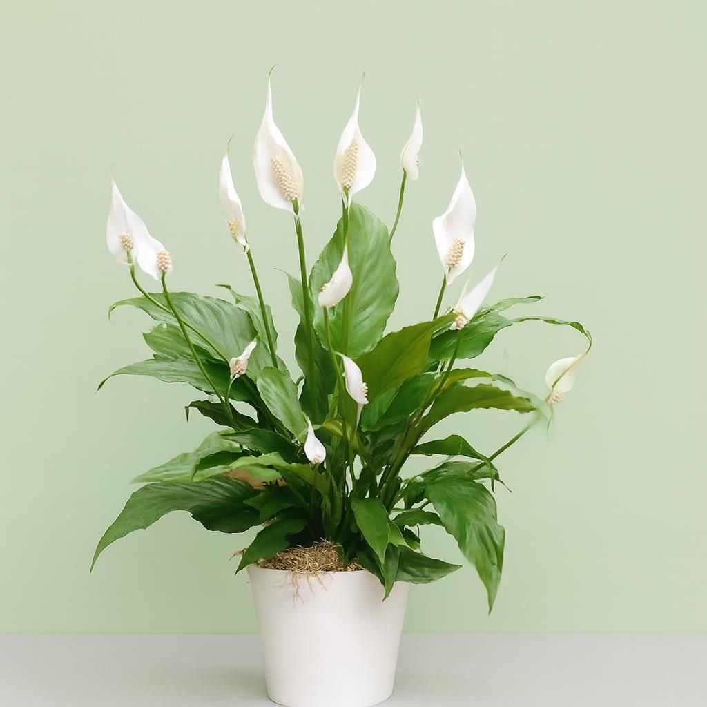 Einblatt - Spathiphyllum gnstig kaufen - Meingartenshop.de