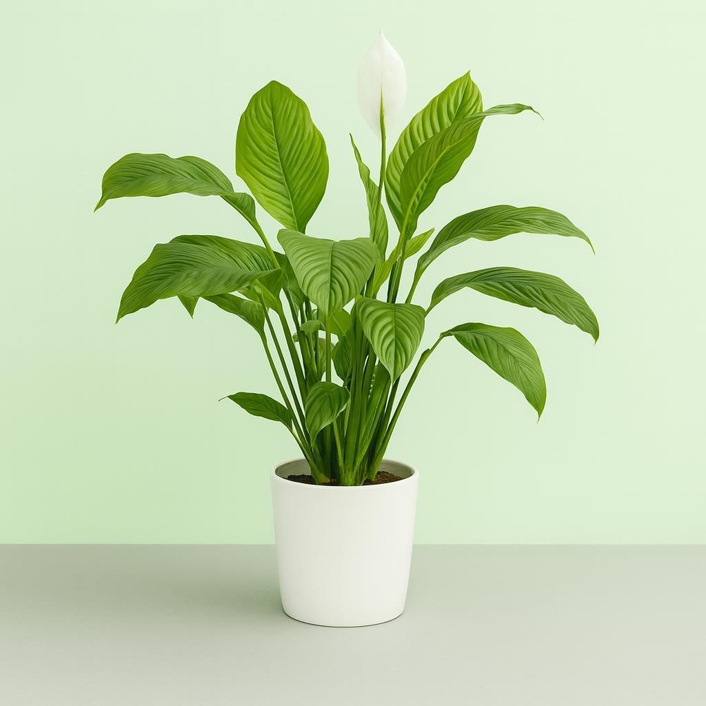 peperomia variegata Peperomia obtusifolia 'Variegata' (6