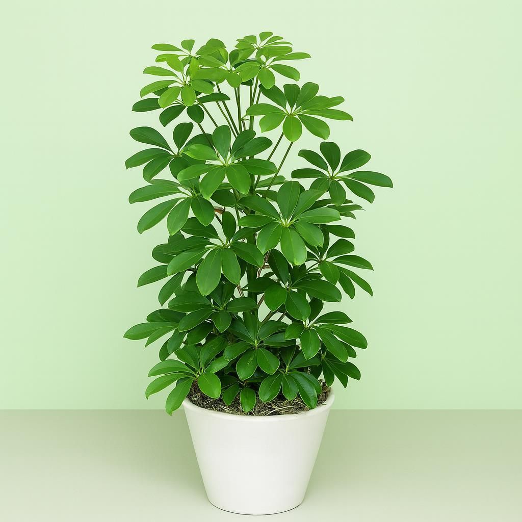 compo soil COMPO SANA® Potting Soil House Plants & Palms 10L main image 1