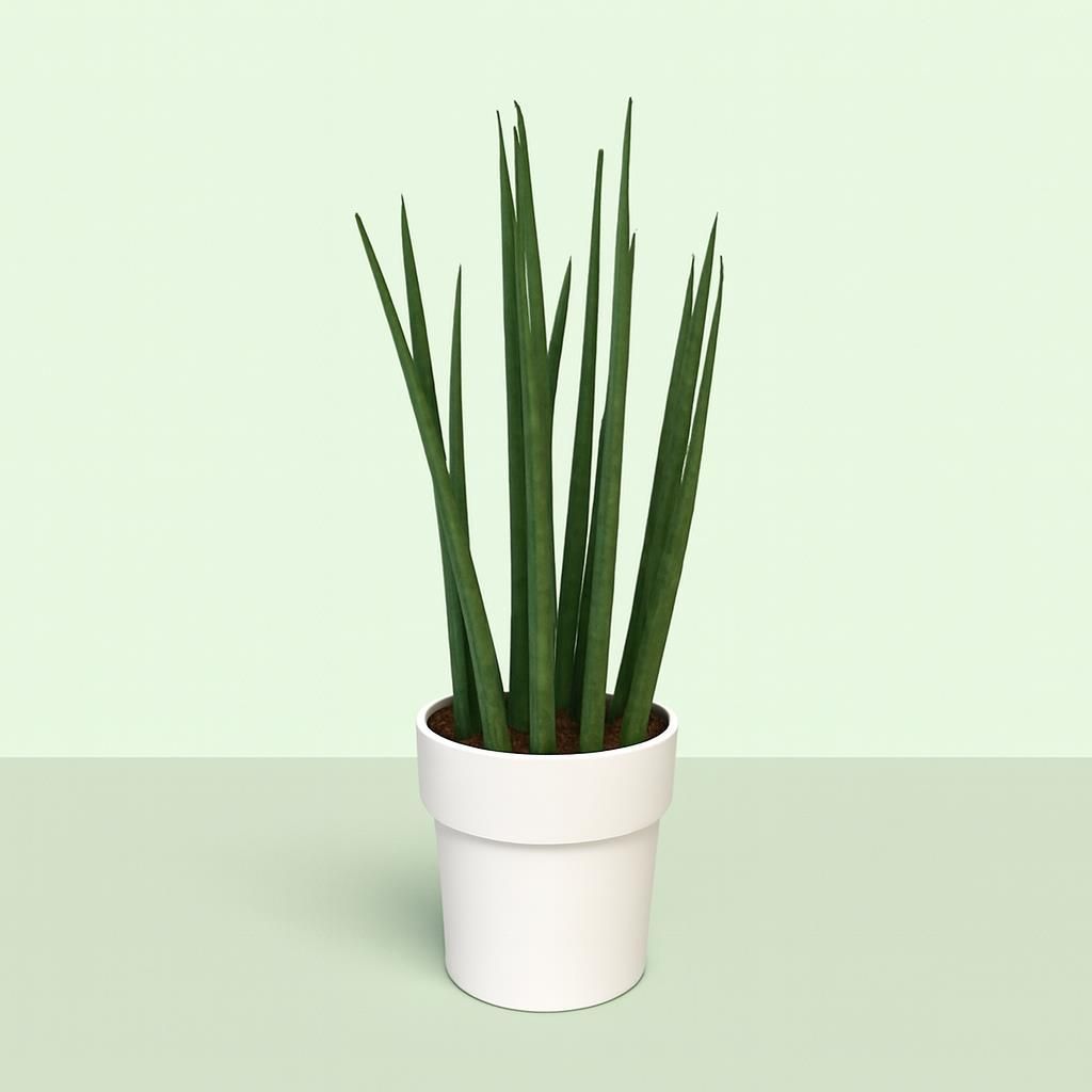 Bogenhanf 'Skyline' | Sansevieria Zimmerpflanze