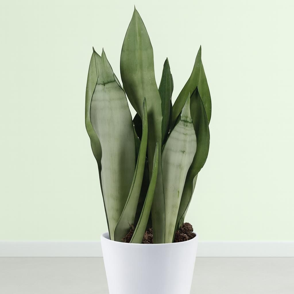 Sanseveria - Bogenhanf gnstig kaufen - Meingartenshop.de