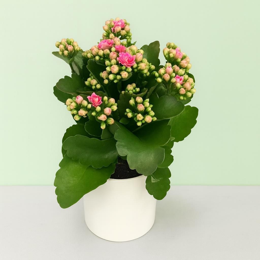 Flammendes Kthchen | Kalanchoe blossfeldiana