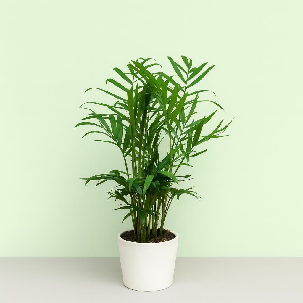 variegata pflanze Monstera Albo Variegata main image 0